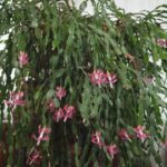 the-fascinating-story-behind-the-beaconsfield-christmas-cactus