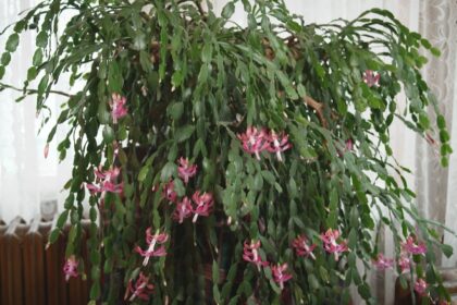 the-fascinating-story-behind-the-beaconsfield-christmas-cactus