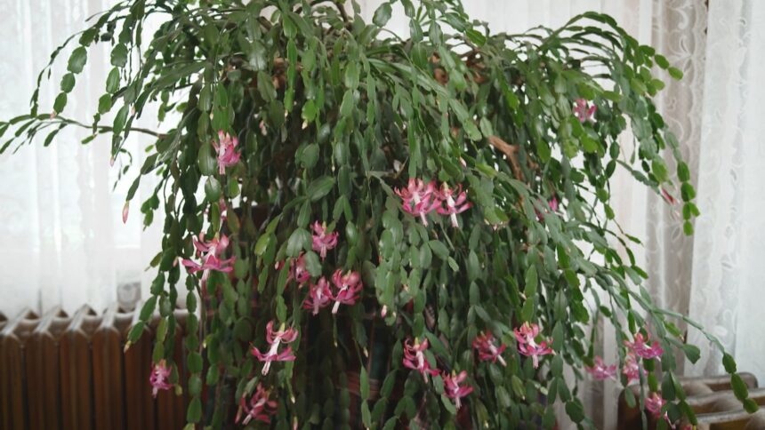 the-fascinating-story-behind-the-beaconsfield-christmas-cactus