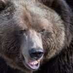 conservation-officers-call-off-search-for-grizzly-in-bella-coola-attack