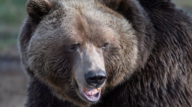 conservation-officers-call-off-search-for-grizzly-in-bella-coola-attack