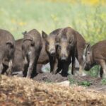 new-restrictions-placed-on-hunting,-farming-‘incredibly-destructive’-wild-boars-in-alberta
