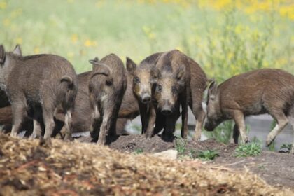 new-restrictions-placed-on-hunting,-farming-‘incredibly-destructive’-wild-boars-in-alberta