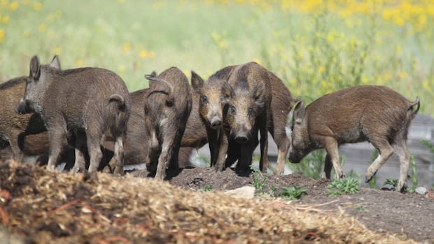 new-restrictions-placed-on-hunting,-farming-‘incredibly-destructive’-wild-boars-in-alberta