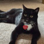 lost-for-5-months-in-the-northern-rockies,-this-cat-is-heading-home-to-oklahoma-for-christmas