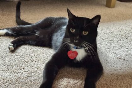 lost-for-5-months-in-the-northern-rockies,-this-cat-is-heading-home-to-oklahoma-for-christmas