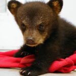 nova-scotia’s-first-black-bear-cub-rehabilitation-centre-aims-to-open-in-spring