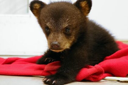 nova-scotia’s-first-black-bear-cub-rehabilitation-centre-aims-to-open-in-spring