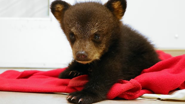 nova-scotia’s-first-black-bear-cub-rehabilitation-centre-aims-to-open-in-spring