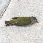 winnipeg-moves-to-scrap-bird-friendly-window-bylaw-developers-argue-is-barrier-to-development