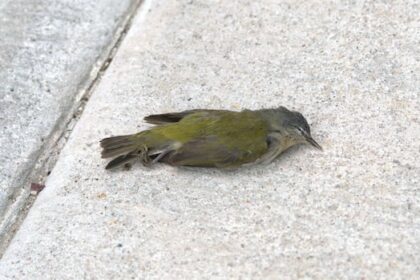 winnipeg-moves-to-scrap-bird-friendly-window-bylaw-developers-argue-is-barrier-to-development