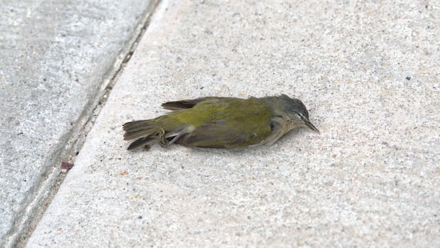 winnipeg-moves-to-scrap-bird-friendly-window-bylaw-developers-argue-is-barrier-to-development