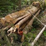 why-was-‘incredible’-giant-cedar-cut-down,-despite-bc.’s-big-treeprotectionlaw?