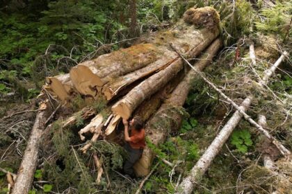 why-was-‘incredible’-giant-cedar-cut-down,-despite-bc.’s-big-treeprotectionlaw?