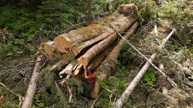why-was-‘incredible’-giant-cedar-cut-down,-despite-bc.’s-big-treeprotectionlaw?