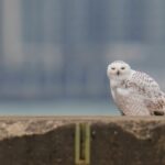 want-to-see-a-snowy-owl?-this-could-be-your-winter