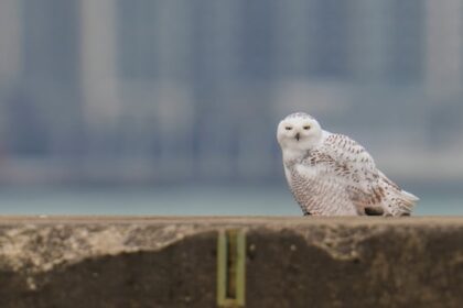 want-to-see-a-snowy-owl?-this-could-be-your-winter
