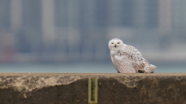 want-to-see-a-snowy-owl?-this-could-be-your-winter