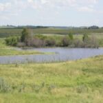 arboreal-name-proposed-for-next-saskatoon-neighbourhood