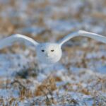 winter-brings-snowy-owls-south-for-now