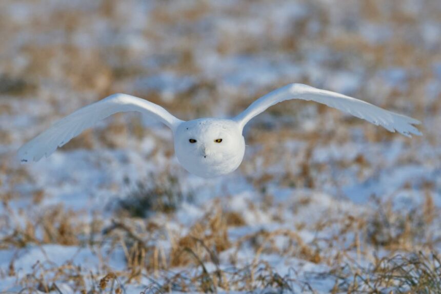 winter-brings-snowy-owls-south-for-now