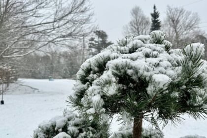 wintry-storm-bringing-snow,-high-winds-to-parts-of-nova-scotia