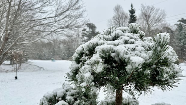wintry-storm-bringing-snow,-high-winds-to-parts-of-nova-scotia