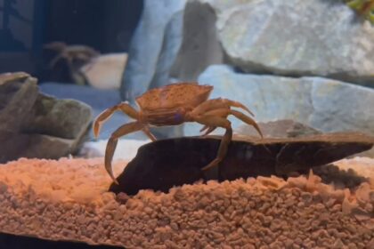 beaty-centre-for-marine-diversity-opens-in-halifax