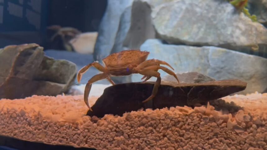 beaty-centre-for-marine-diversity-opens-in-halifax