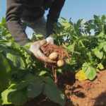 pei.-agriculture-groups-sound-alarm-over-federal-cuts-to-programs,-including-living-labs