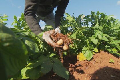 pei.-agriculture-groups-sound-alarm-over-federal-cuts-to-programs,-including-living-labs