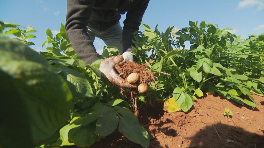 pei.-agriculture-groups-sound-alarm-over-federal-cuts-to-programs,-including-living-labs