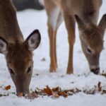 tests-confirm-no-chronic-wasting-disease-in-case-of-deer-in-bc.’s-okanagan
