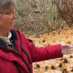 ‘like-dog-poo’:-historic-ns.-garden-gets-a-smelly-surprise-from-tree