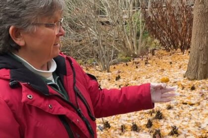 ‘like-dog-poo’:-historic-ns.-garden-gets-a-smelly-surprise-from-tree