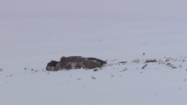 more-than-50-dead-canada-geese-found-on-frozen-river-in-lockport,-man.