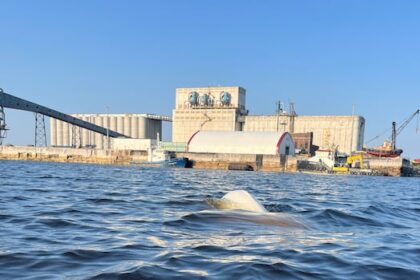 new-crown-corporation-will-ensure-indigenous-involvement-from-start-of-major-projects:-kinew