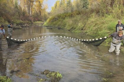 prince-george-conservation-group-fixes-deadly-problem-for-nechako-river-fish
