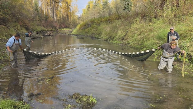prince-george-conservation-group-fixes-deadly-problem-for-nechako-river-fish