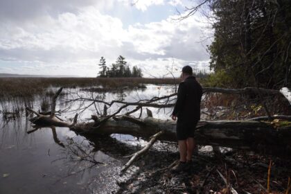 cut-through-a-wetland:-how-ontarios-losing-a-critical-ecosystem