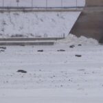 around-50-dead-canada-geese-found-on-frozen-river-in-lockport,-man.