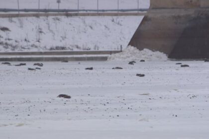 around-50-dead-canada-geese-found-on-frozen-river-in-lockport,-man.