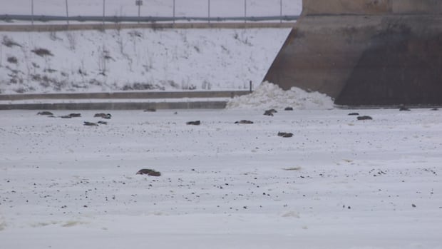 around-50-dead-canada-geese-found-on-frozen-river-in-lockport,-man.