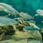 feds-seek-to-dismiss-lawsuit-over-alleged-atlantic-salmon-mismanagement