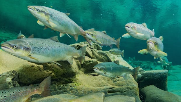feds-seek-to-dismiss-lawsuit-over-alleged-atlantic-salmon-mismanagement