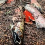 hundreds-of-dead-salmon-still-‘chock-full’-of-eggs-found-in-abbotsford,-bc.,-creek