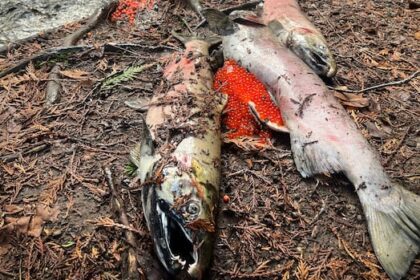 hundreds-of-dead-salmon-still-‘chock-full’-of-eggs-found-in-abbotsford,-bc.,-creek