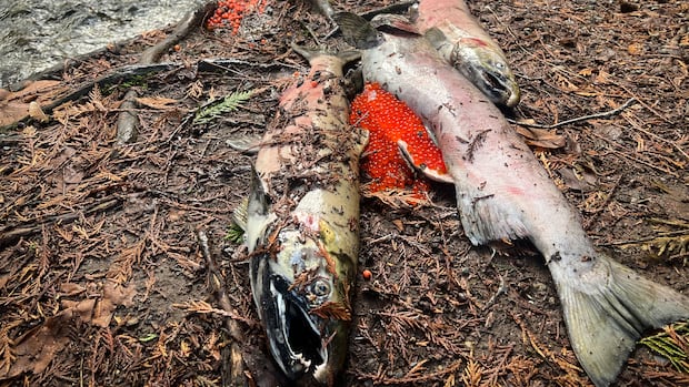 hundreds-of-dead-salmon-still-‘chock-full’-of-eggs-found-in-abbotsford,-bc.,-creek