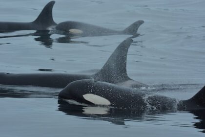 orcas-and-dolphins-caught-on-video-collaborating-to-hunt-salmon