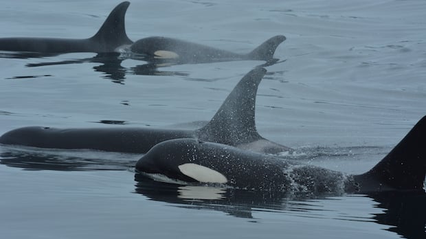 orcas-and-dolphins-caught-on-video-collaborating-to-hunt-salmon